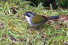 Gray-browed Brushfinch